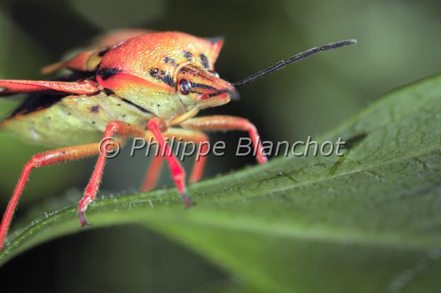 carpocoris mediterraneus.JPG - Pentanome méridionalCarpocoris mediterraneus atlanticusStink bugHemiptera, PentatomidaeFrance